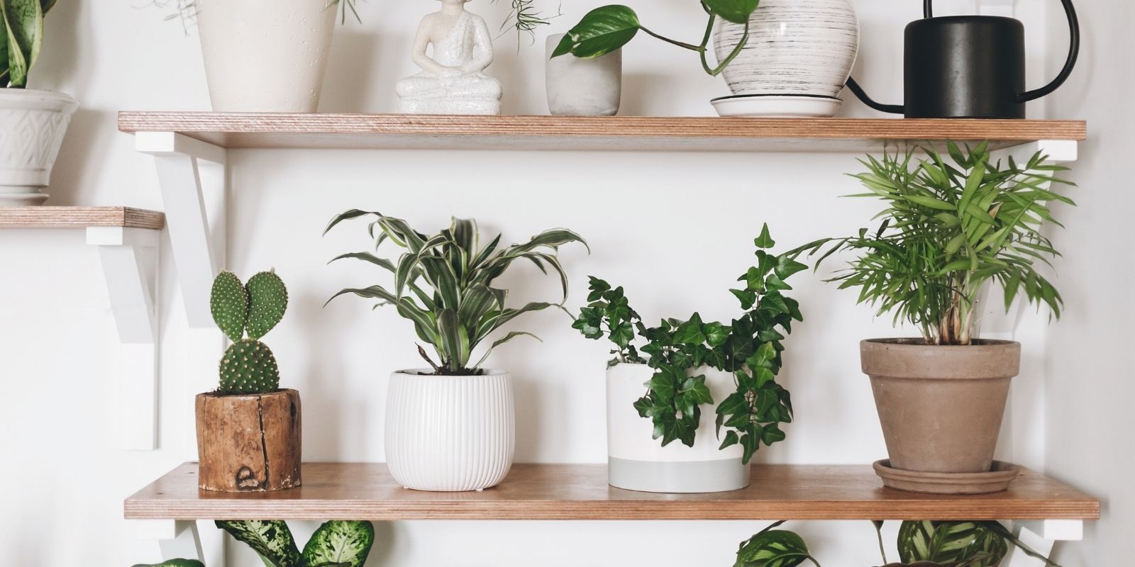 7 Apartment-Friendly Plants